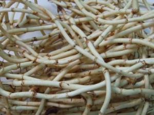 吃折耳根好嗎？魚(yú)腥草的功效與作用