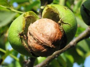 吃核桃有什么好處？核桃的營(yíng)養(yǎng)價(jià)值、功效與作用