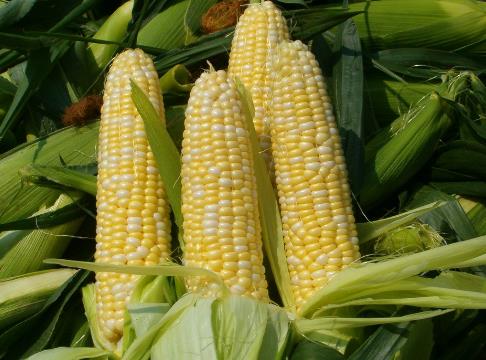 玉米的營養(yǎng)價(jià)值-玉米的功效與作用