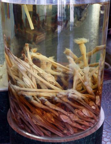 鹿鞭的功效與作用-鹿鞭泡酒的方法