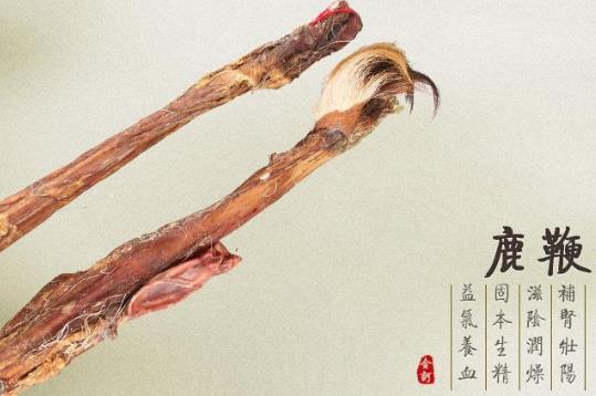 鹿鞭的功效與作用-鹿鞭泡酒的方法