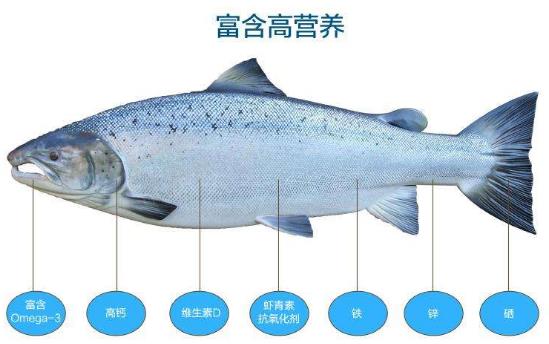 三文魚的營(yíng)養(yǎng)價(jià)值 三文魚的適用人群 孕婦能吃三文魚嗎