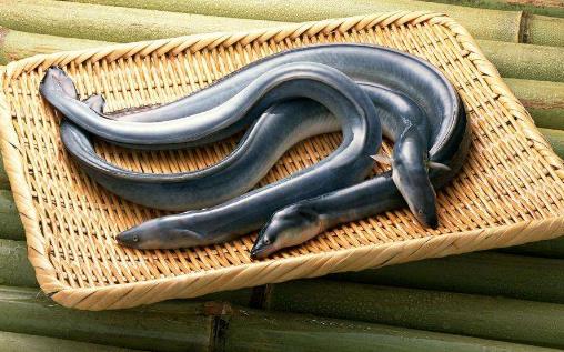 日本鰻遇嚴(yán)重魚荒 鰻魚的營(yíng)養(yǎng)價(jià)值 吃鰻魚有6大好處