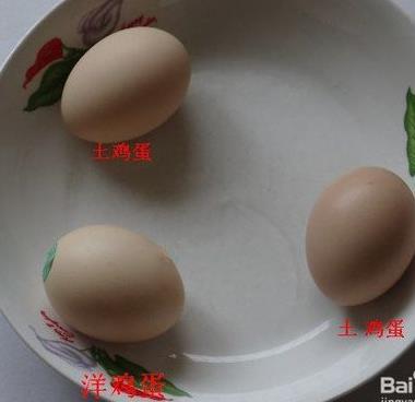 土雞蛋與普通雞蛋有什么區(qū)別 土雞蛋與普通雞蛋營養(yǎng)價(jià)值對(duì)比分析