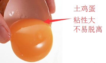 土雞蛋與普通雞蛋有什么區(qū)別 土雞蛋與普通雞蛋營養(yǎng)價(jià)值對(duì)比分析
