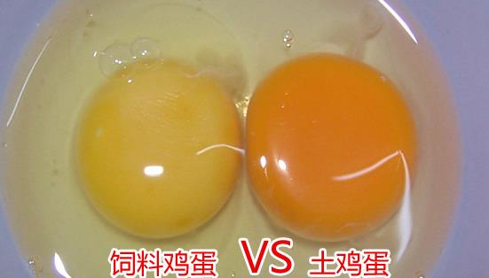 土雞蛋與普通雞蛋有什么區(qū)別 土雞蛋與普通雞蛋營養(yǎng)價(jià)值對(duì)比分析