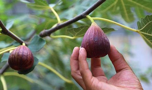 無(wú)花果不宜和什么一起吃?吃無(wú)花果有哪些好處?