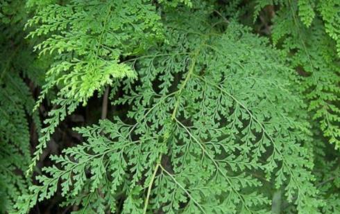 烏韭的營(yíng)養(yǎng)價(jià)值是什么?吃烏韭的好處