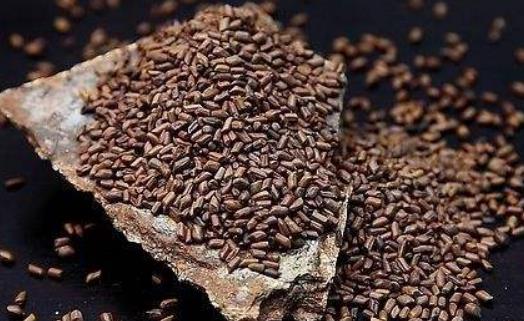 決明子茶可以長(zhǎng)期喝嗎?決明子茶有哪些功效?