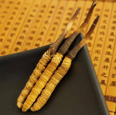 蟲草發(fā)霉還能吃嗎?蟲草的營養(yǎng)價值是什么