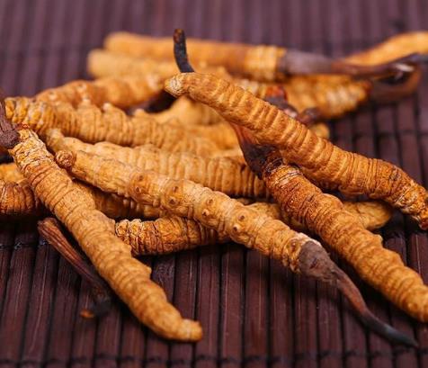 蟲草發(fā)霉還能吃嗎?蟲草的營養(yǎng)價值是什么