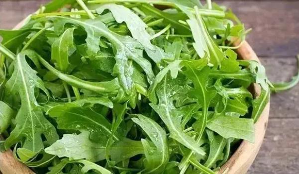 芝麻菜長(zhǎng)什么樣子的圖片 芝麻菜有哪些功效與作用