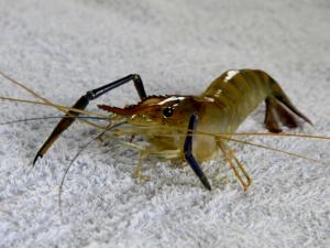 河蝦和龍蝦怎么洗？怎么進(jìn)行河蝦的冷凍處理