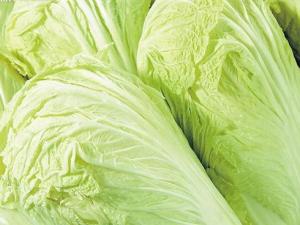 怎樣挑選大白菜？大白菜的選購技巧
