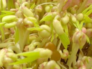 食品安全：如何鑒別化肥浸泡過(guò)的豆芽