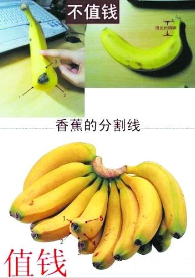 是香蕉還是芭蕉?芭蕉和香蕉的區(qū)別
