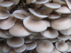 怎樣清洗平菇最干凈？平菇的清洗方法