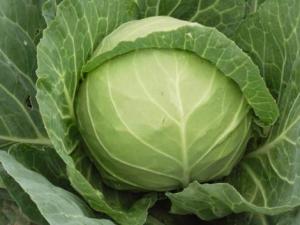 如何挑選新鮮的甘藍(lán)菜？甘藍(lán)菜的選購方法