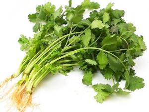 冬天香菜怎么保存？香菜的保存方法
