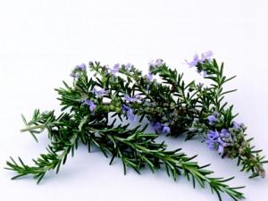 迷迭香的功效與作用-迷迭香怎么養(yǎng)？