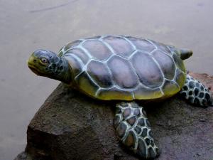 烏龜眼睛睜不開(kāi)怎么辦？烏龜眼睛睜不開(kāi)怎么回事