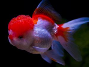 金魚吃什么？金魚吃多了怎么辦？