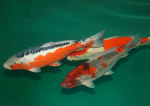 錦鯉魚怎么養(yǎng)?如何對錦鯉魚進行魚病防治?