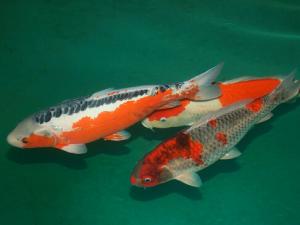錦鯉魚怎么養(yǎng)？如何對錦鯉魚進行魚病防治？