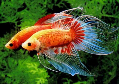 斗魚(yú)怎么養(yǎng)?斗魚(yú)養(yǎng)殖的注意事項(xiàng)