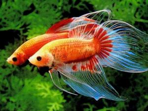 斗魚(yú)怎么養(yǎng)？斗魚(yú)養(yǎng)殖的注意事項(xiàng)