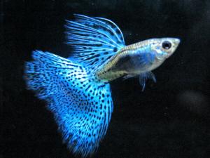 孔雀魚(yú)怎么養(yǎng)？孔雀魚(yú)爛尾怎么辦？