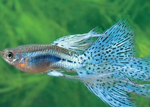 鳳尾魚怎么養(yǎng)?鳳尾魚養(yǎng)殖的注意事項(xiàng)