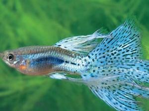 鳳尾魚(yú)怎么養(yǎng)？鳳尾魚(yú)養(yǎng)殖的注意事項(xiàng)