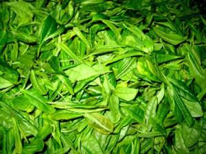怎樣貯存新茶？新茶葉怎樣保存？茶葉保存方法