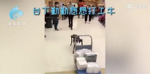 春晚后臺(tái)是怎么送盒飯的 春晚機(jī)器牛臺(tái)上酷炫表演臺(tái)下拉車送盒飯