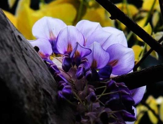 紫藤花能在室內(nèi)種植嗎?為什么家里不能養(yǎng)紫藤花?