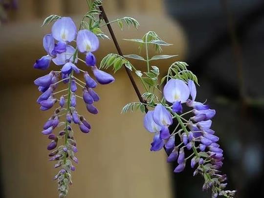 紫藤花能在室內(nèi)種植嗎?為什么家里不能養(yǎng)紫藤花?