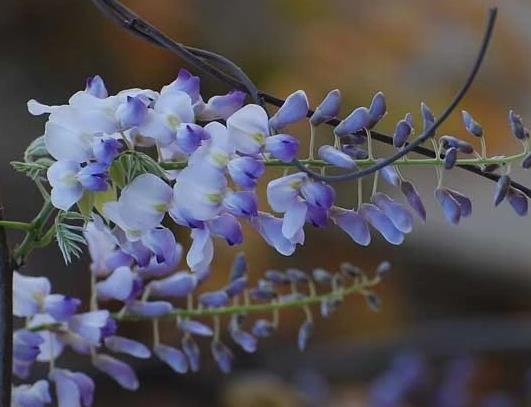 紫藤花能在室內(nèi)種植嗎?為什么家里不能養(yǎng)紫藤花?