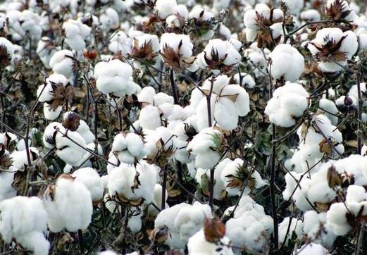新疆棉花和普通棉花的區(qū)別是什么?2021年新疆棉花補(bǔ)貼啥時(shí)候發(fā)?
