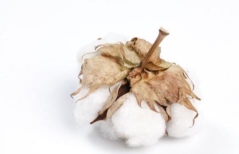 新疆棉花和普通棉花的區(qū)別是什么?2021年新疆棉花補(bǔ)貼啥時(shí)候發(fā)?