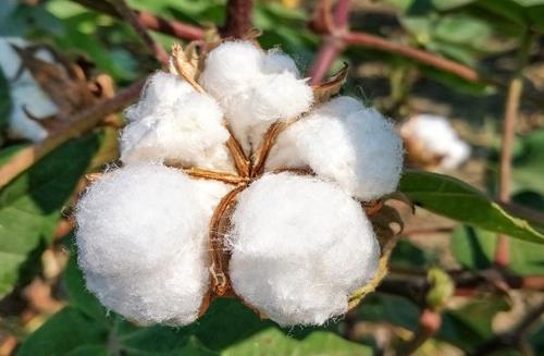 新疆棉花和普通棉花的區(qū)別是什么?2021年新疆棉花補(bǔ)貼啥時(shí)候發(fā)?