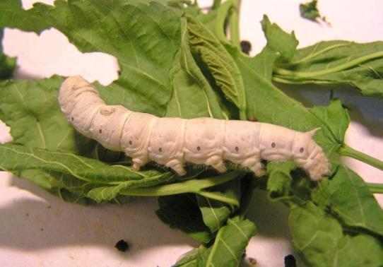 蠶不吃東西老是抬著頭是咋回事?蠶變成蛾子后會(huì)飛走嗎?