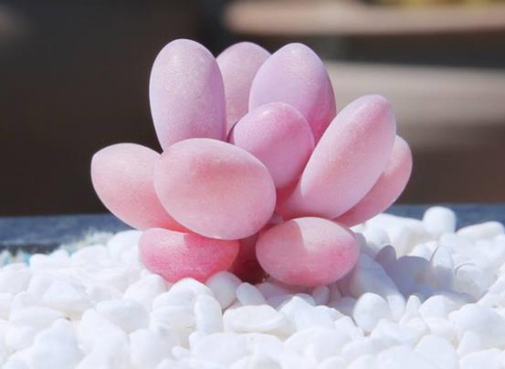 桃蛋葉子掉光了還能活嗎?桃蛋為什么要用小盆養(yǎng)?