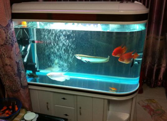 魚缸剛換的水發(fā)白是怎么回事?魚缸水變白了怎么辦?