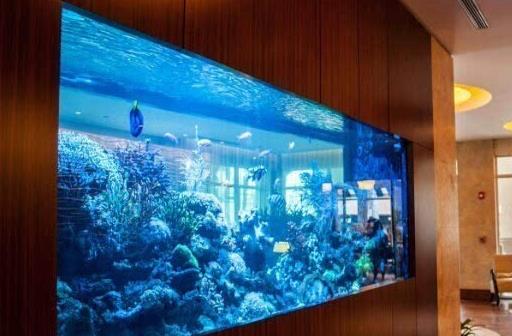 魚缸的水渾濁怎么變清?養(yǎng)魚加鹽加多了有什么后果?