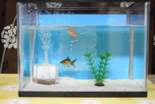 魚缸剛換的水發(fā)白是怎么回事?魚缸水變白了怎么辦?