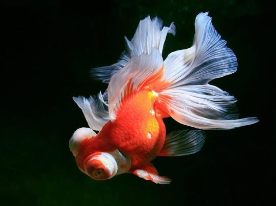 金魚餓的時(shí)候有什么反應(yīng)?金魚一天要吃多少飼料?