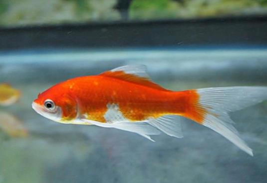 金魚餓的時(shí)候有什么反應(yīng)?金魚一天要吃多少飼料?