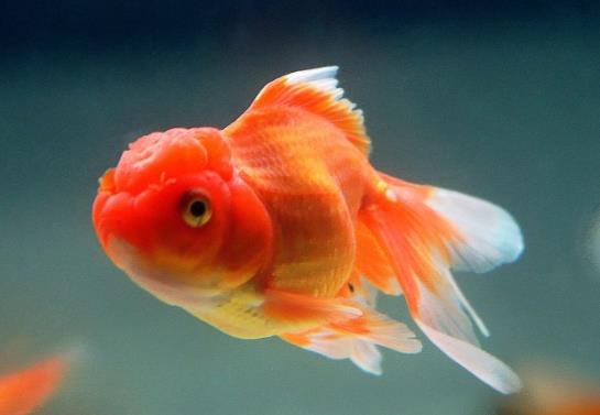 金魚餓了會吃同類嗎?金魚知道自己吃飽了嗎?