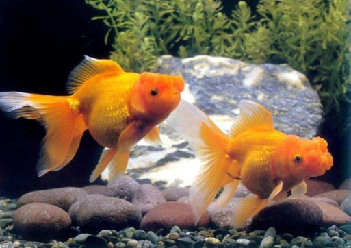 金魚餓了會吃同類嗎?金魚知道自己吃飽了嗎?